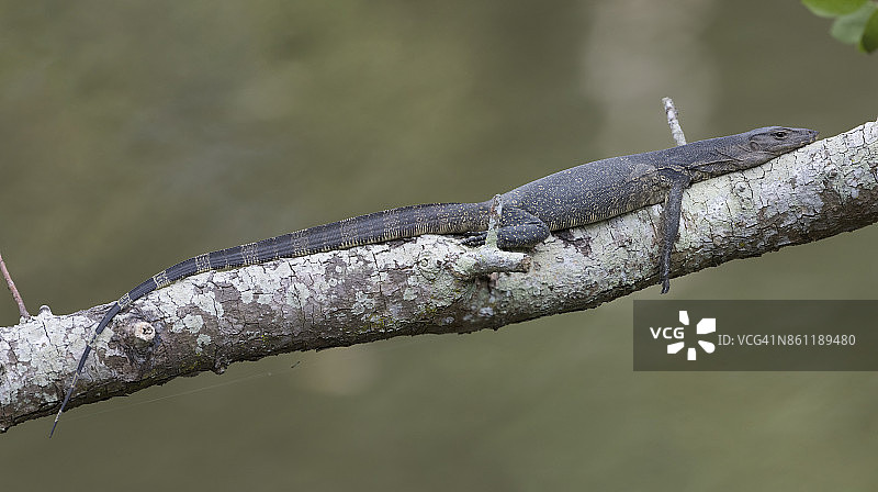 亚洲水巨蜥图片素材