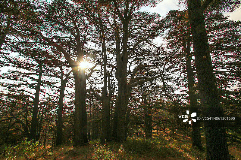 黎巴嫩的雪松森林图片素材