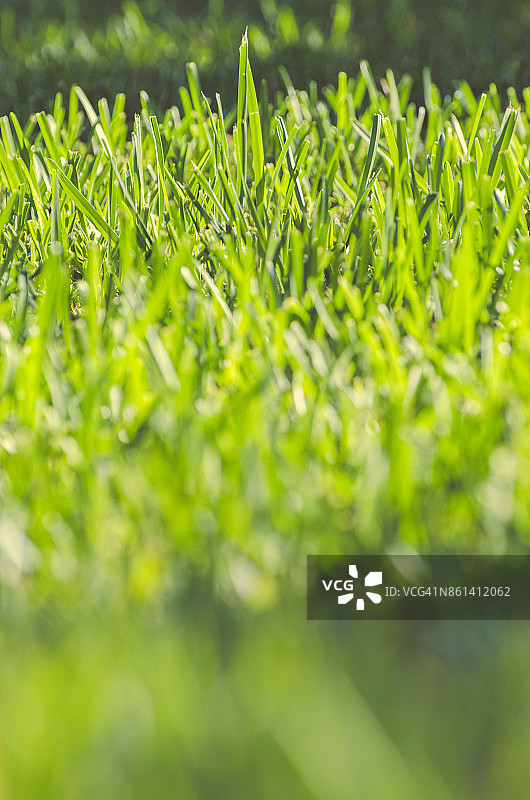 草地的背景图片素材