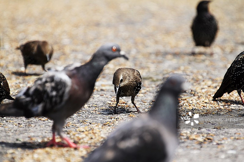 鸟群在地上觅食图片素材
