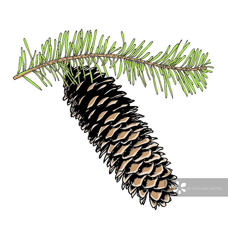 手绘水彩：圣诞松果杉树设计图片素材