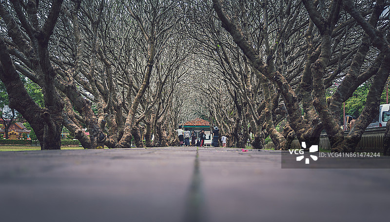 鸡蛋花树图片素材