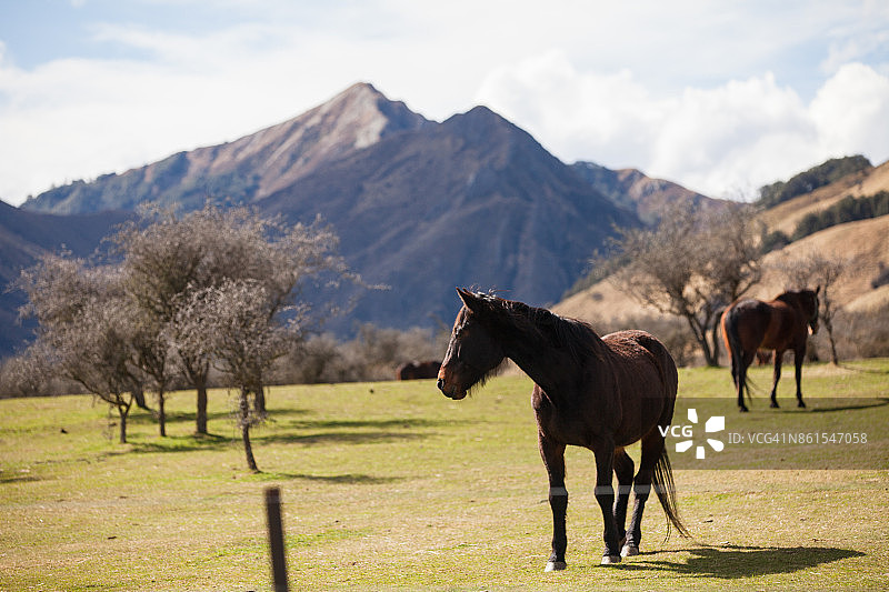 以山为背景的马图片素材