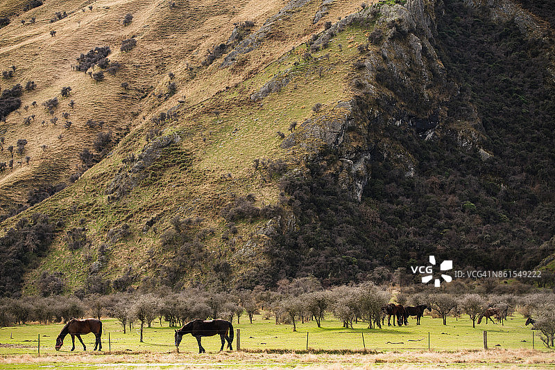 以山为背景的田野中的马图片素材