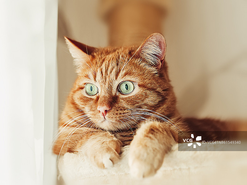 姜黄猫在家里的吊床上放松，绿色的眼睛图片素材