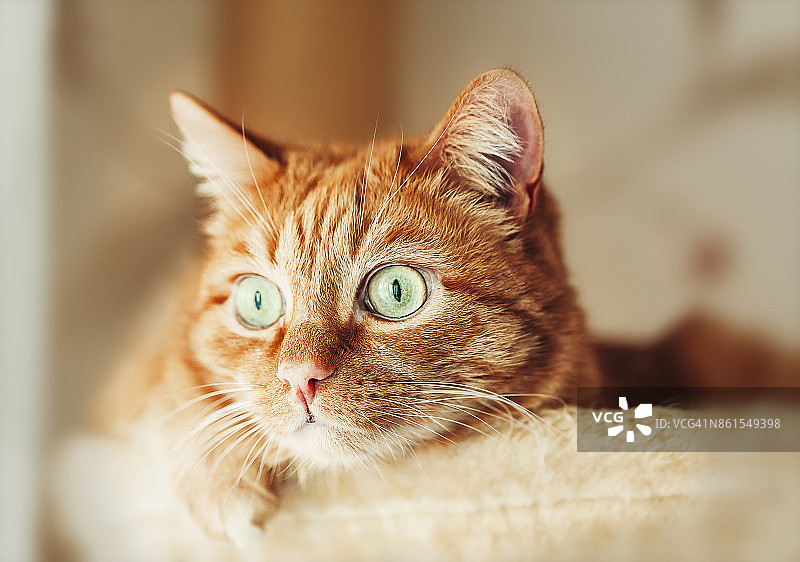 姜黄猫在家里的吊床上放松，绿色的眼睛图片素材