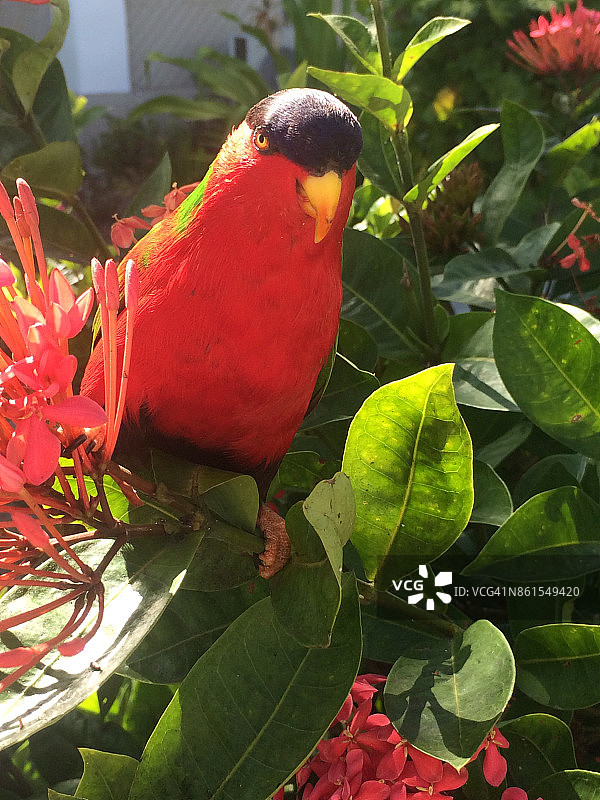 红领绿鹦鹉图片素材