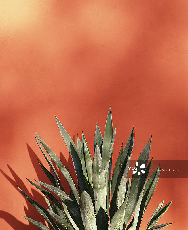 龙舌兰图片素材