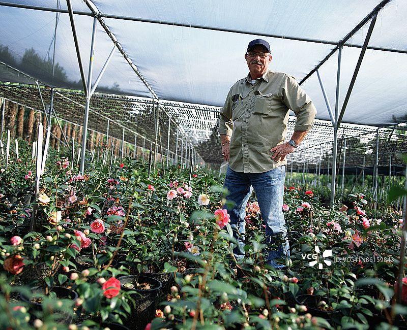 种植茶花的男人图片素材