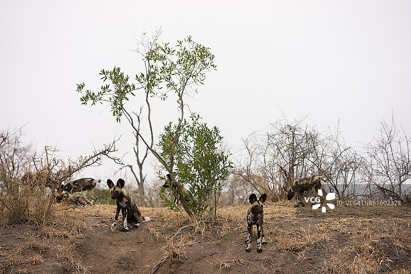 南非萨比沙地的非洲野犬图片素材