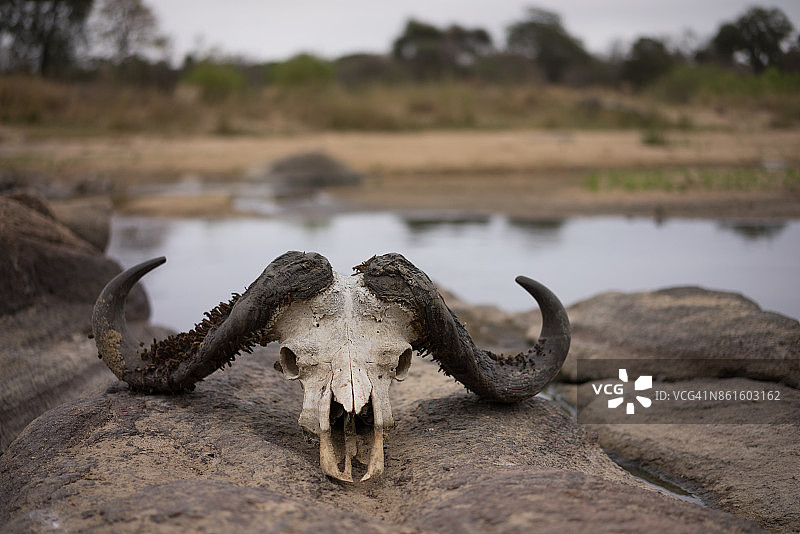 南非水牛头骨，位于萨比沙保护区河床图片素材