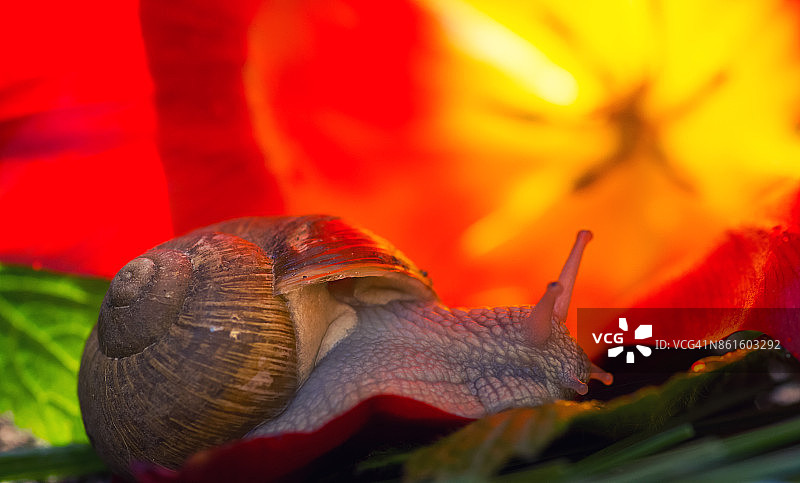 花园蜗牛图片素材