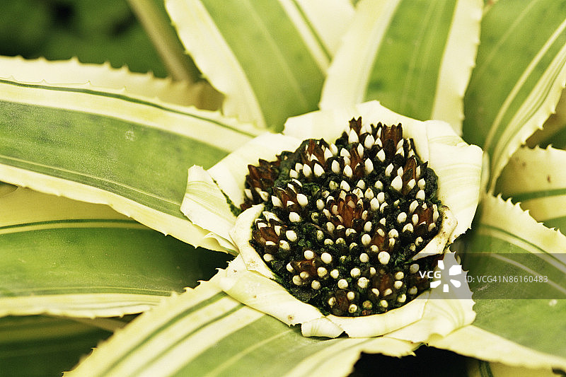 杂色凤梨图片素材