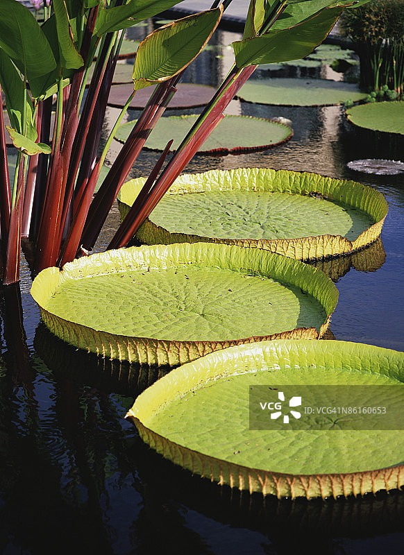 亚马逊王莲图片素材