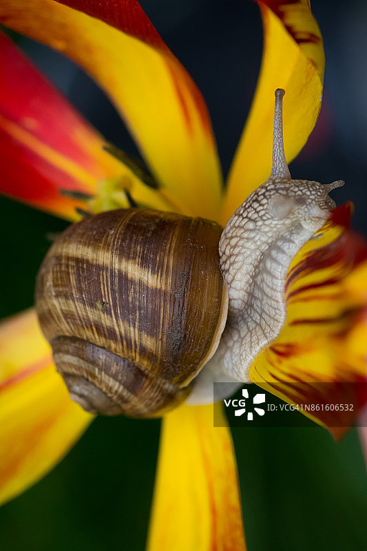 花园蜗牛图片素材