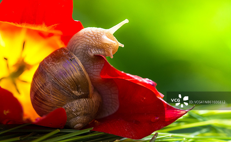 花园蜗牛图片素材