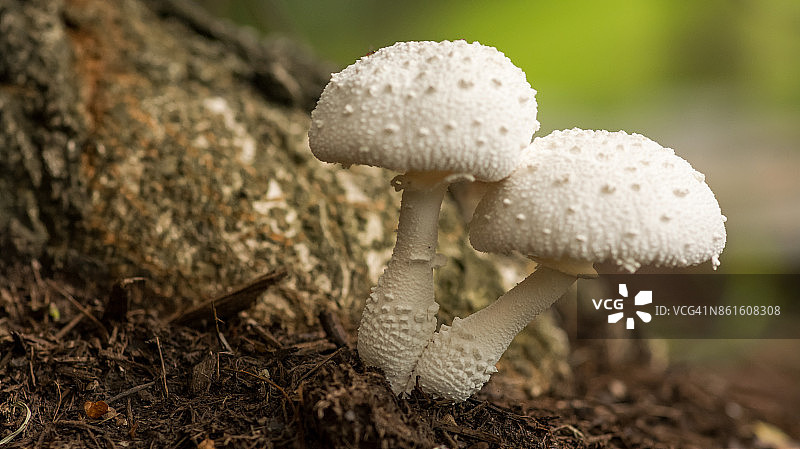 高尔夫球菌图片素材