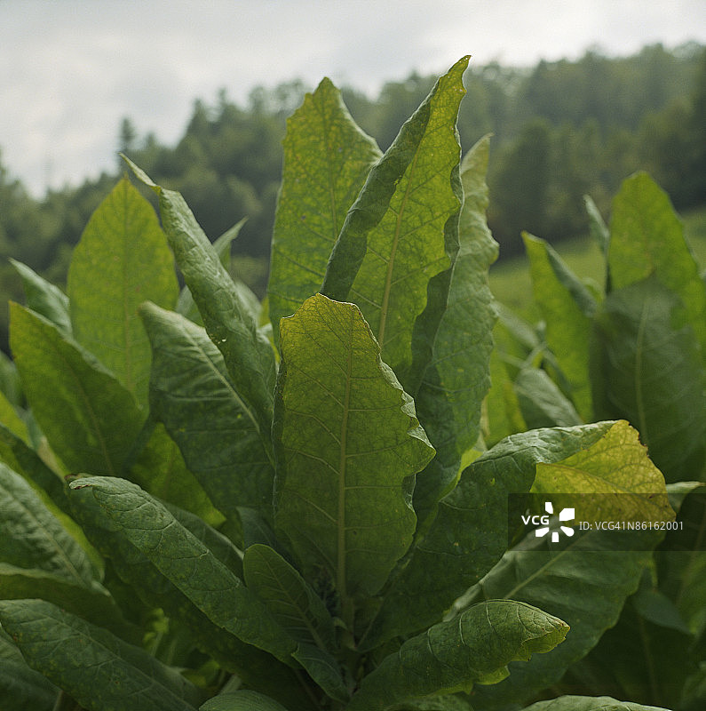 烟草植物图片素材