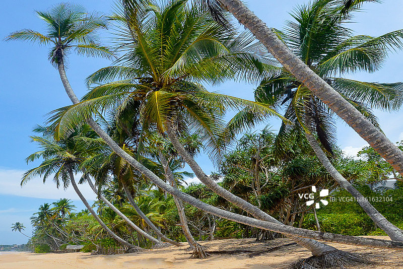 斯里兰卡米瑞莎的椰子树图片素材