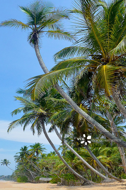 斯里兰卡米瑞莎海滩的椰子树图片素材