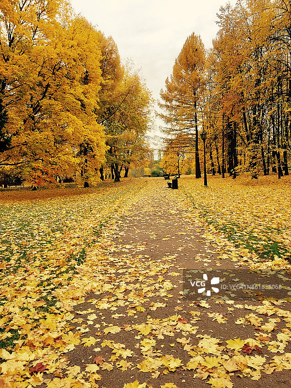 铺满黄叶的空小路图片素材