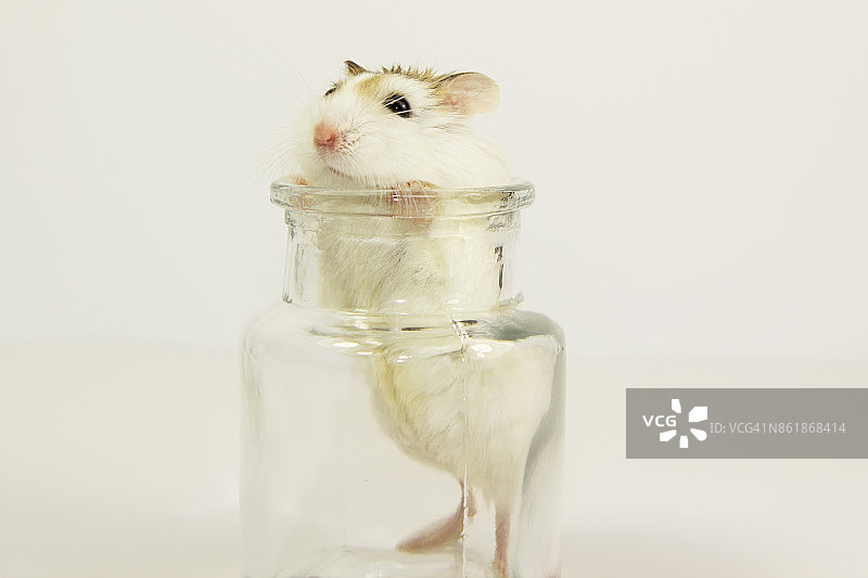 玻璃罐里的老鼠图片素材