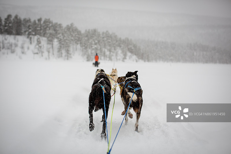 在挪威盖洛的狗拉雪橇图片素材