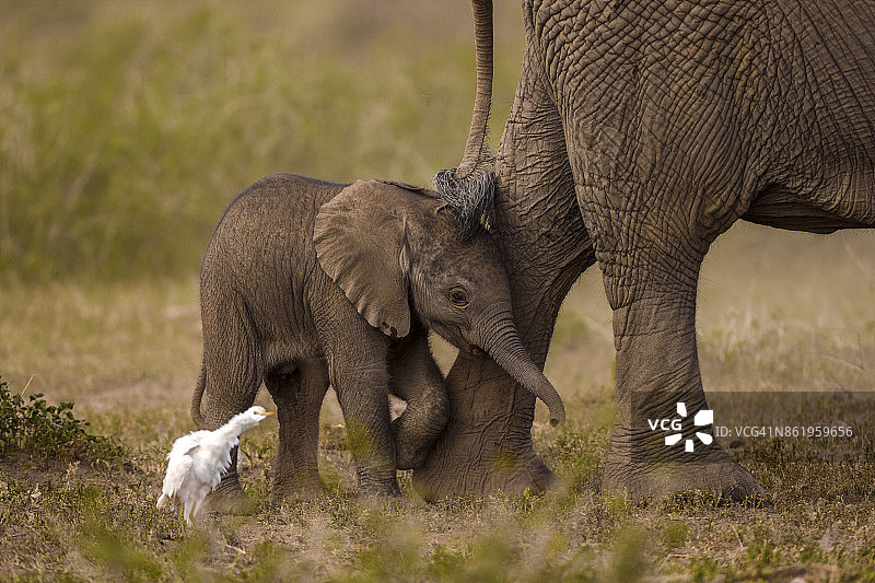 玩耍中的小象图片素材