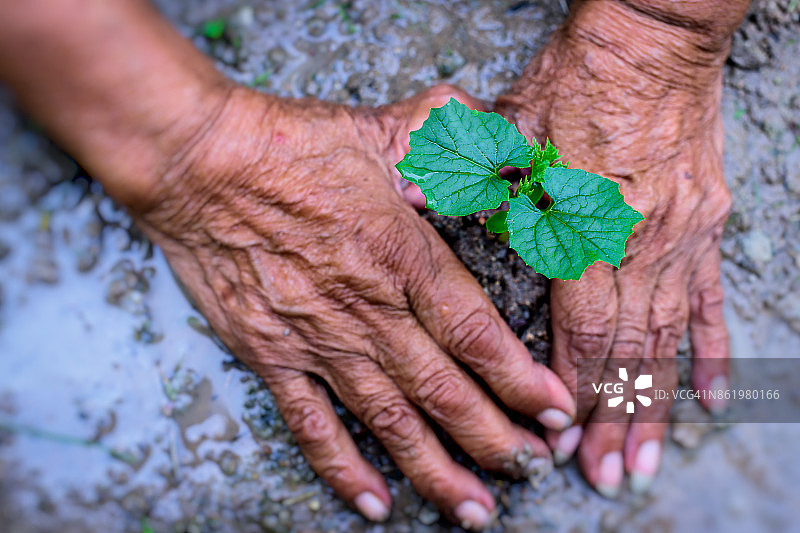 老年妇女双手植树，生态环保概念图片素材