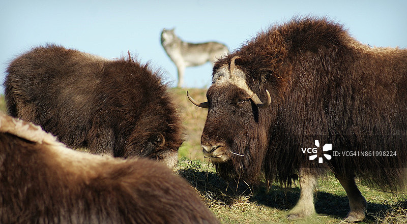 麝牛吃草，远处有林狼图片素材