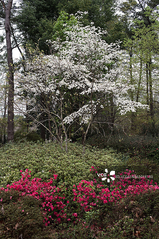 鲜花盛开图片素材
