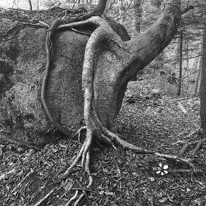 新罕布什尔州巨石上的树根（黑白）图片素材