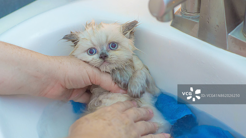 小猫在宠物店洗澡图片素材