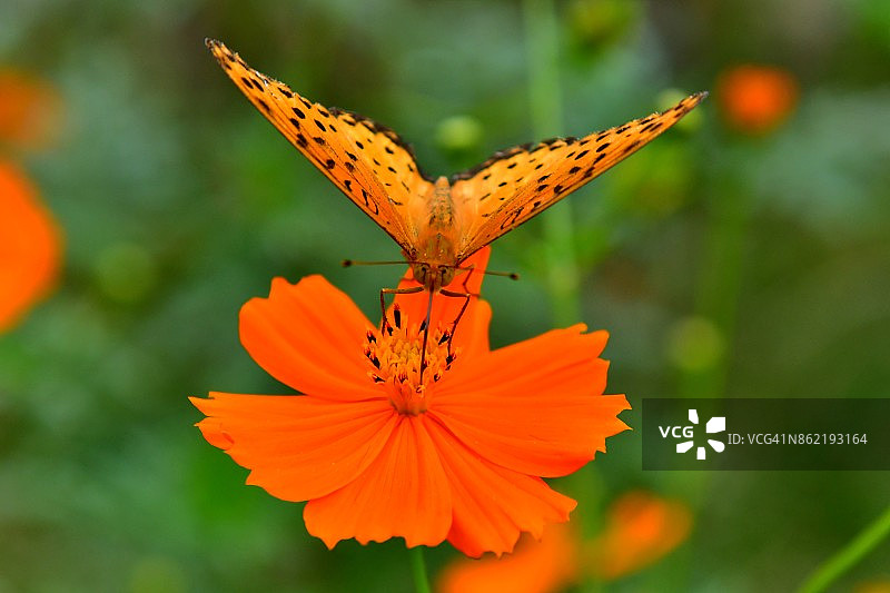 橙色波斯菊与蝴蝶图片素材