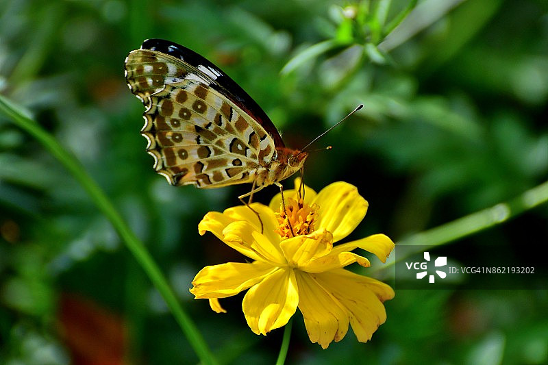橙色波斯菊与蝴蝶图片素材