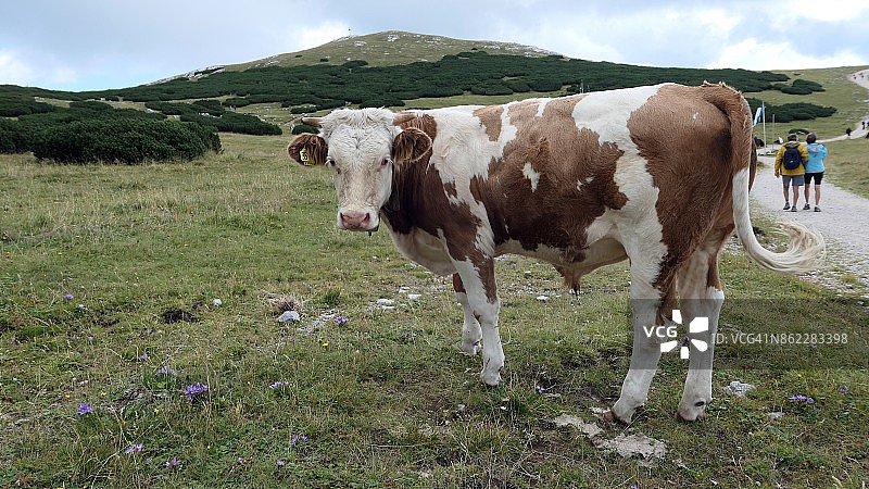 阿尔卑斯山施尼贝格的奶牛图片素材