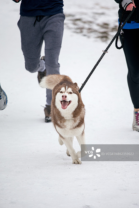 冬天和狗一起跑步图片素材