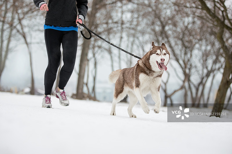 冬天和狗一起跑步图片素材