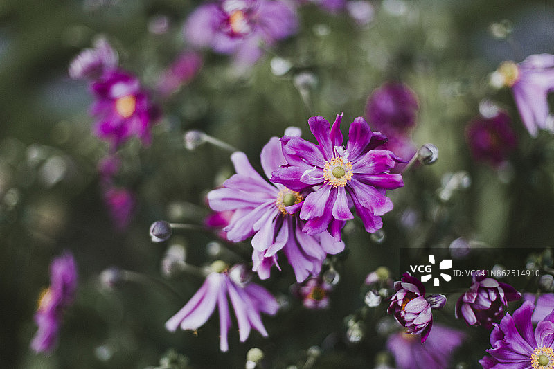 紫色野花图片素材