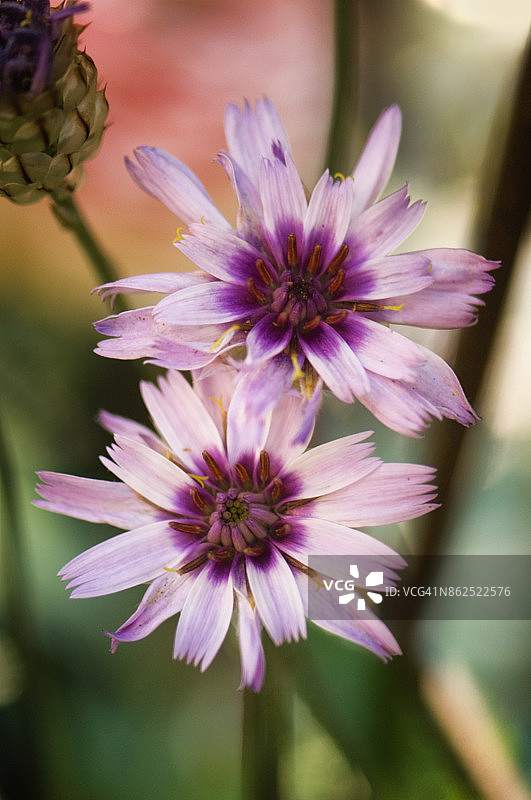 蓝猫眼薰衣草色花朵图片素材