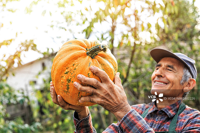 南瓜地里的农场工人图片素材