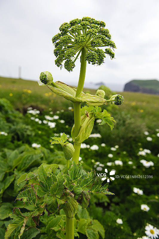赫马岛的当归植物，韦斯特曼群岛，冰岛南部图片素材