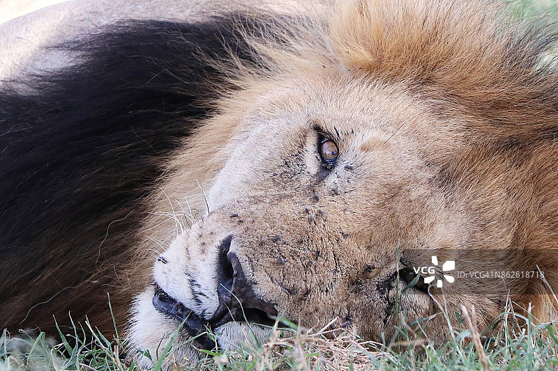 雄狮肖像图片素材