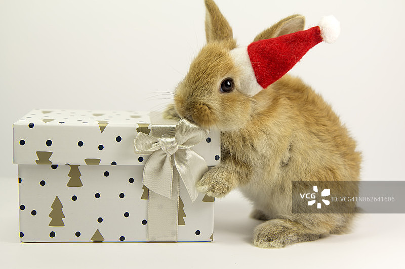 圣诞老人兔子图片素材