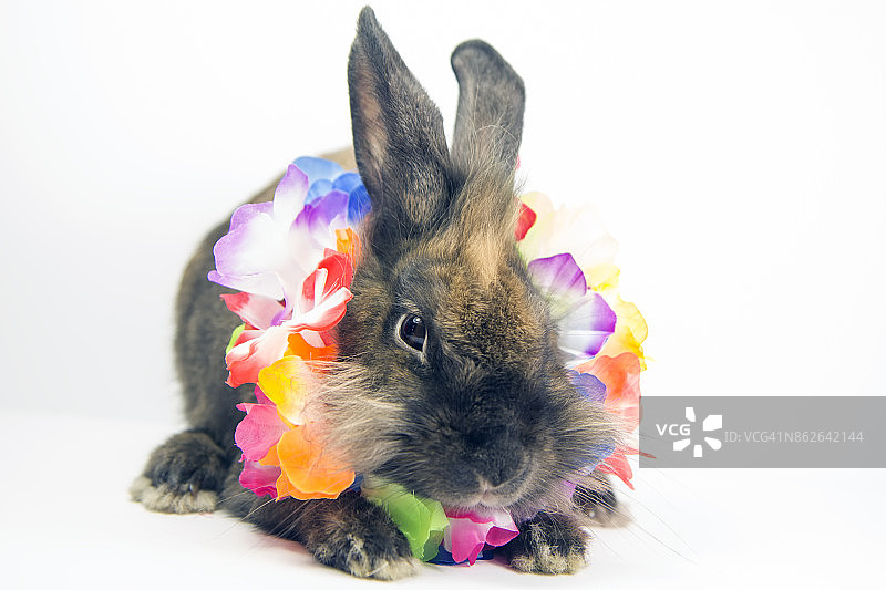 戴着彩色花朵项链的兔子图片素材