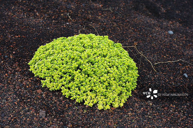 南冰岛西人群岛赫马岛上的野生植物图片素材