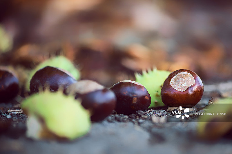 秋天落叶、七叶树果和果壳图片素材