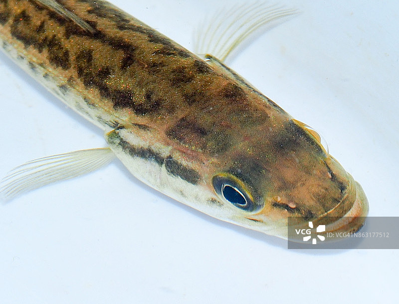 黑鲈鱼图片素材