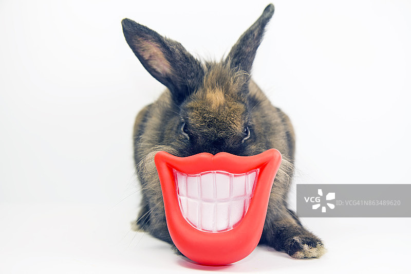 微笑露齿的兔子图片素材