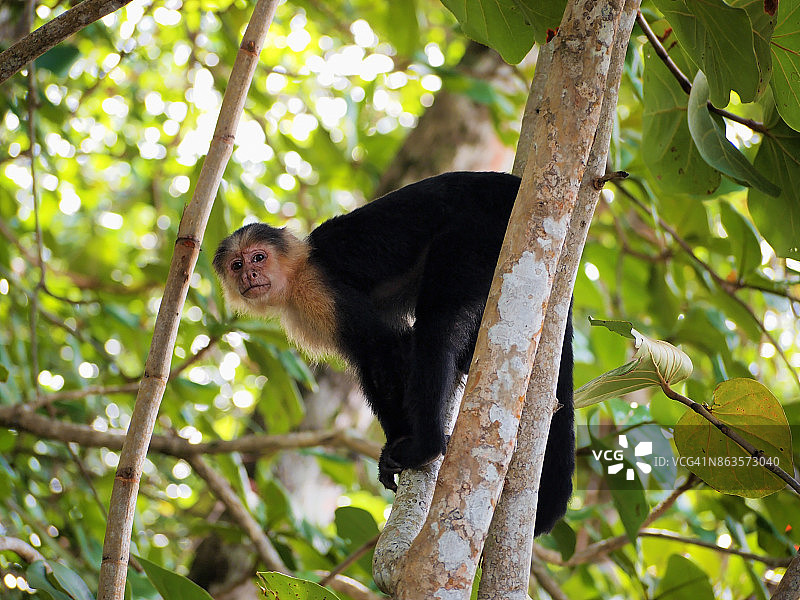 树上的猴子图片素材